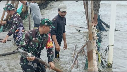 Babinsa 0602-11/Tirtayasa Gotong Royong Cabut Pagar Bambu Viral