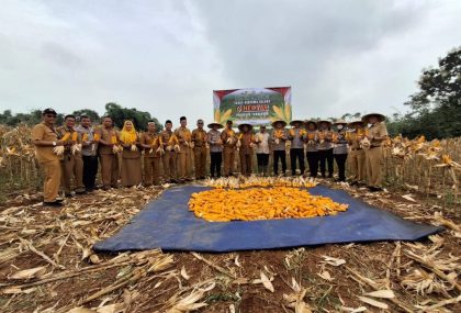 Desa Pematang Panen Jagung, Bukti Keberhasilan Petani Lokal