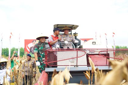 Panen Jagung Di Madiun: Sinergi Polri, TNI, dan Petani