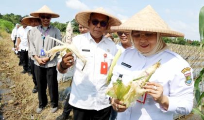 Panen Melon di Tangerang: Pemanfaatan Lahan Tidur untuk Ketahanan Pangan