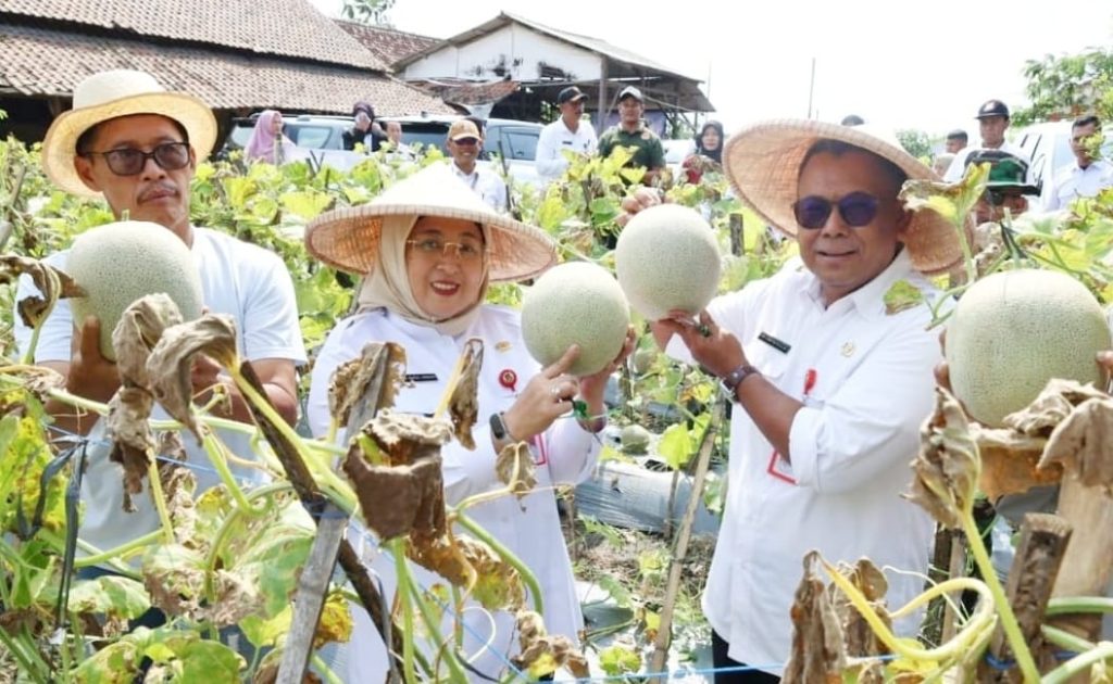 Panen Melon di Tangerang: Pemanfaatan Lahan Tidur untuk Ketahanan Pangan