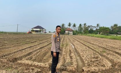 Kapolsek Kronjo Pantau Pertanian Jagung Demi Ketahanan Lokal